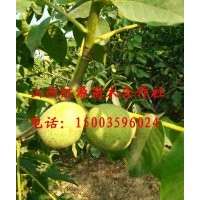 大量供應(yīng)青皮核桃