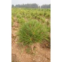 白皮松苗木