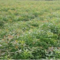 江西木荷小苗|江西木荷價格|江西--木荷基地