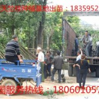 天竺桂小苗 供應天竺桂小苗 天竺桂小苗價格 天竺桂小苗供應 優(yōu)質