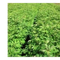 黃菠蘿苗、黃波羅樹苗、黃菠蘿小苗、黃菠蘿種子，黃菠蘿苗價(jià)格