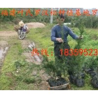 福建泉州永春羅漢松小苗 莆田羅漢松小苗 供應莆田仙游羅漢松小苗