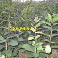 供流蘇苗，臨沂流蘇苗的嫁接技術(shù)