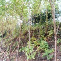 山桃稠李苗、水桃苗、桃葉稠李苗