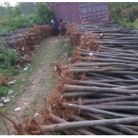 泡桐基地整地，大量供應(yīng)1-8公分泡桐苗、泡桐種根