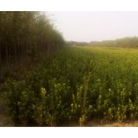供應(yīng)大葉黃楊，女貞，衛(wèi)矛，水蠟等綠籬苗