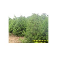出售國槐 海棠 白皮松 花椒苗