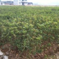 處理地徑2公分的朱砂丹桂