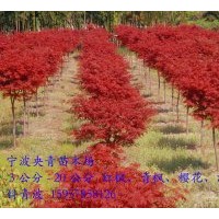 3-20公分青楓樹苗供應(yīng)