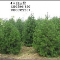 出售花椒苗 國(guó)槐 白皮松