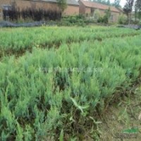 沙地柏小苗 灑金柏小苗、劍麻小苗、水臘、薔薇小苗