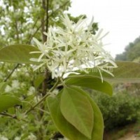 流蘇小苗 灑金柏小苗、劍麻小苗、水臘、薔薇小苗