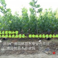 供應(yīng)法桐小苗