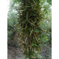 皂角苗木供應(yīng)