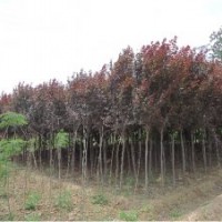 陜西紅葉李基地