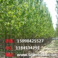 常年大量供應(yīng)供應(yīng)毛白楊國槐、白蠟、柳樹、椿樹、合歡、欒樹等各