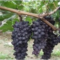 葡萄苗，占地葡萄大苗-18306538838