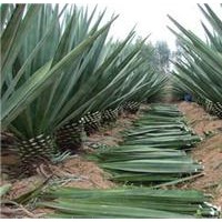 劍麻，劍麻苗，劍麻球，絲蘭，劍蘭