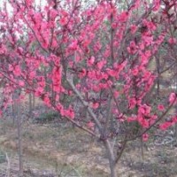 緊急出售3-10公分紅葉碧桃（）