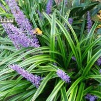 山東泰安麥冬苗批發(fā)價(jià)格