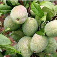 沂州木瓜苗、木瓜1-8公分大苗