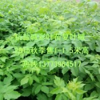 批發(fā)復(fù)葉槭小苗北方城市綠化小苗抗污染能力強(qiáng)彩葉復(fù)葉槭