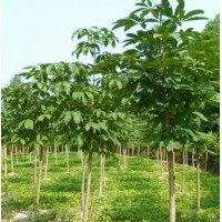 大量供應(yīng)七葉樹（娑羅樹）、 核桃樹、皂角樹