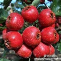山楂苗供應(yīng)，沂蒙山楂，大五棱山楂大金星山楂