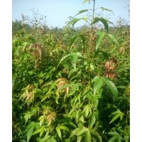 綠化苗，造林苗