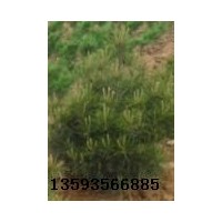 白皮松、白皮松價(jià)格、油松、側(cè)柏