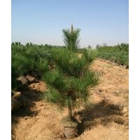 臨沂黑松種植基地供應黑松苗木