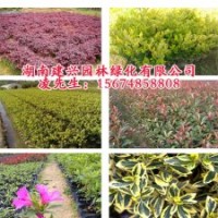 長沙杜鵑杯苗批發(fā)價格