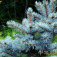 藍(lán)杉