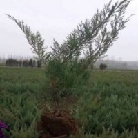 專(zhuān)供沙地柏