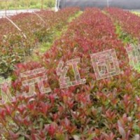 供應紅葉石楠