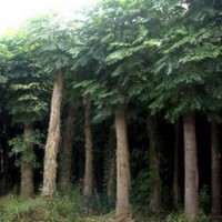 山東國(guó)槐低價(jià)格批發(fā)找榮盛綠園苗木