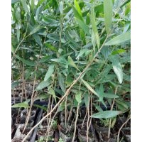 浙江溫州相思樹樹苗批發(fā)，高品質臺灣相思樹幼苗出售銷售，種植基