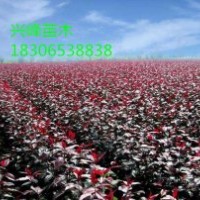 海棠苗、舞美海棠苗，高原之火海棠苗，凱爾斯海棠苗