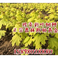 普林斯頓黃金楓杯苗，接穗