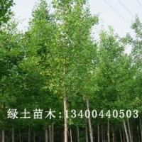 速生白蠟小苗品種|速生白蠟類型