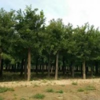 15到30公分國槐各規(guī)格出售