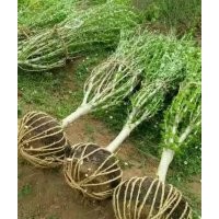 低價供應：獨桿木槿，叢生木槿，叢生紫荊