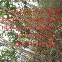 香樟小苗。廣西香樟小苗。廣西香樟苗價(jià)格