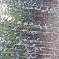 速生楊樹苗花椒苗桃樹苗泡桐冬青苗大葉女貞低價處理大量供應(yīng)