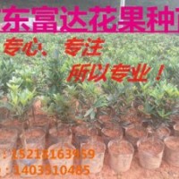 批發(fā)四季杜鵑紅山茶小苗