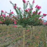 利元苗木大量供應(yīng)各種紫薇，詳詢：15263086222
