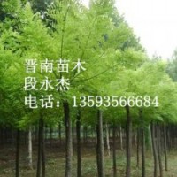 核桃苗 蘋果苗 紅葉楊