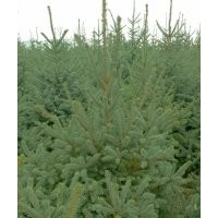 甘肅云杉低價(jià)出售青海云杉