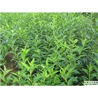 連翹苗 1年連翹苗 連翹苗批發(fā)