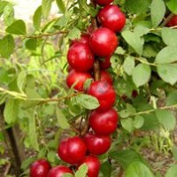 山西虎子苗木合作社出售【鈣果苗，中華鈣果苗】